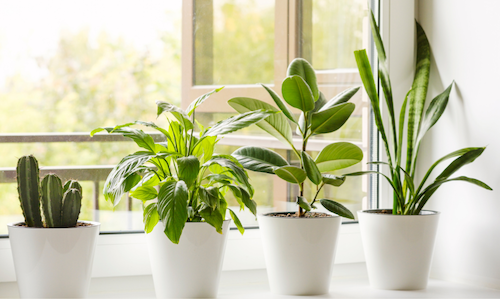 beautiful green plants in a pot